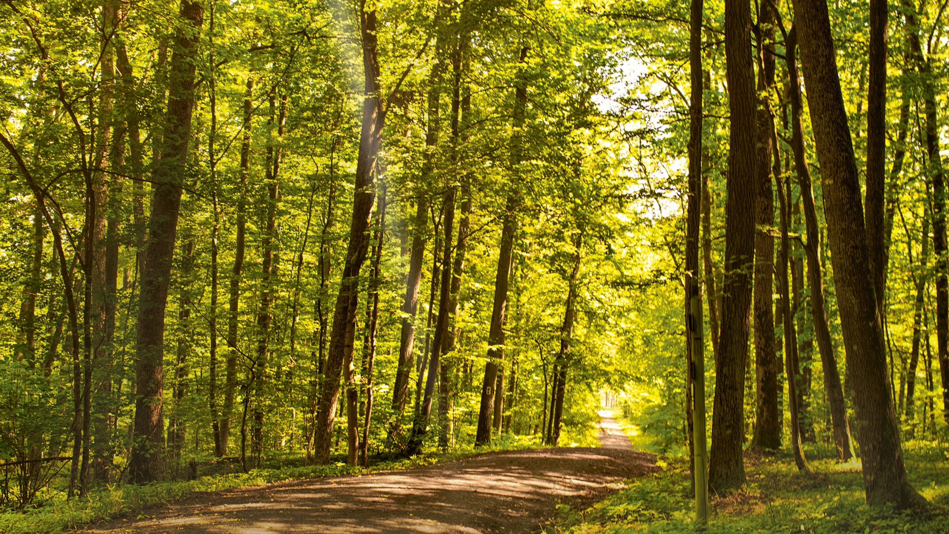 A path leading through a forest on a sunny day.